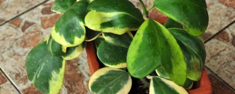 心叶球兰多久浇水 球兰花多久浇一次水