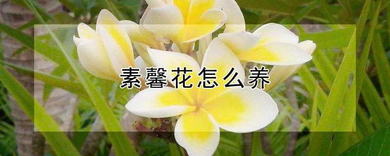 素馨花怎么养（素馨花怎么养殖）