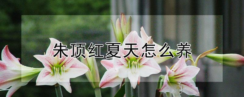 朱顶红夏天怎么养（朱顶红夏天怎么养护）