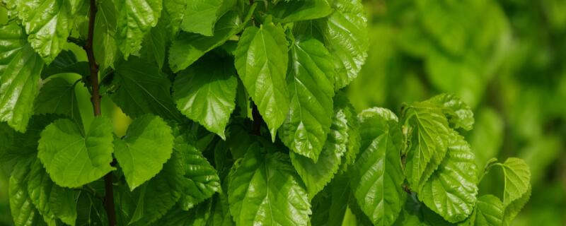 桑叶梅咋样修剪 桑果怎么修剪