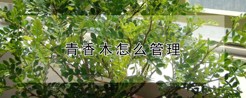 青香木怎么管理 青木香的种植与管理