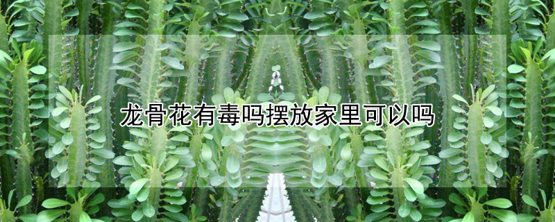 龙骨花有毒吗摆放家里可以吗 龙骨花在家里养有毒吗?
