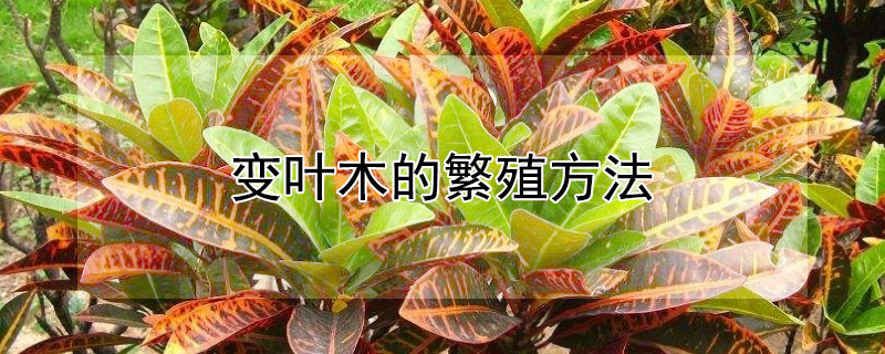 变叶木的繁殖方法 变叶木的种植方法