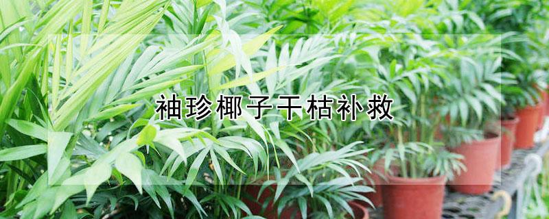 袖珍椰子干枯补救 袖珍椰子干枯了还能救吗