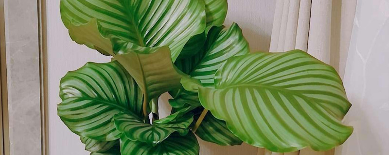 苹果竹芋怎么爆盆 青苹果竹芋如何爆盆