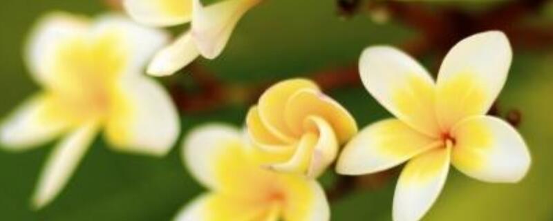 鸡蛋花如何养才能开花（鸡蛋花怎么开花）