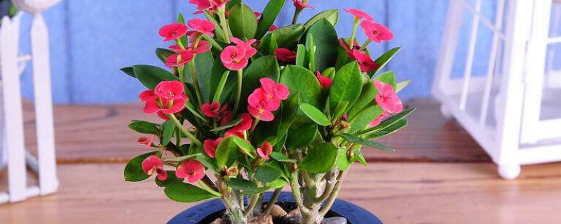 麒麟花怎么扦插 麒麟花怎么扦插视频