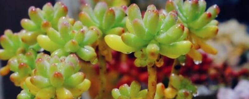 乙女心的爆盆方法 乙女心多肉怎么养成爆盆