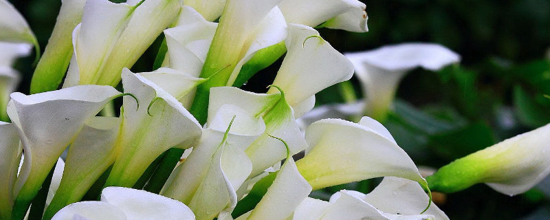 海芋花怎样种 花叶海芋的养殖方法