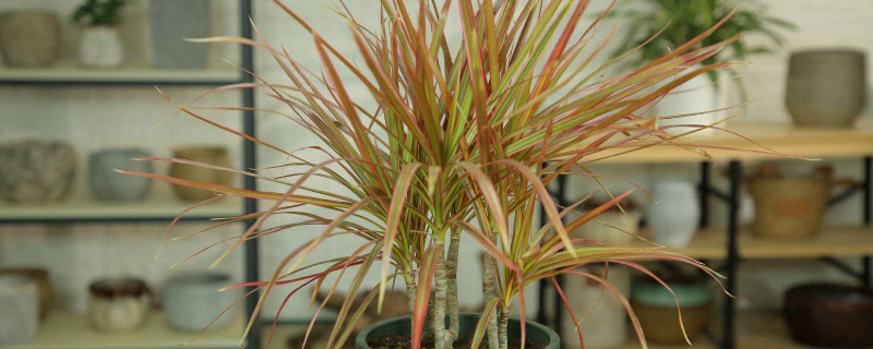 千年木怎样施肥（千年木用什么肥料好）