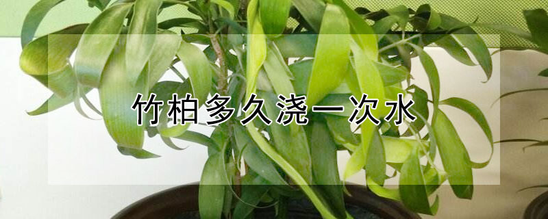 竹柏多久浇一次水 竹柏浇水一次要浇透不