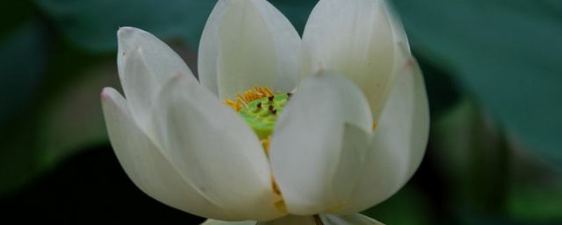 碗莲如何种植 碗莲的种植方法水培