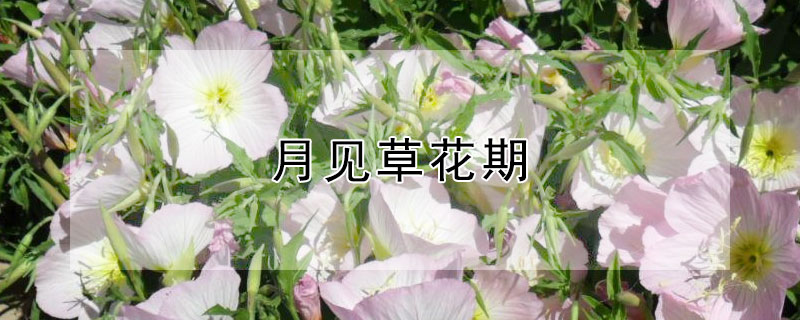 月见草花期 月见草花期最晚开到什么时间