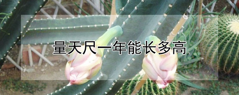 量天尺一年能长多高（量天尺长的快吗）
