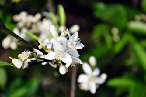 云香花的养殖方法