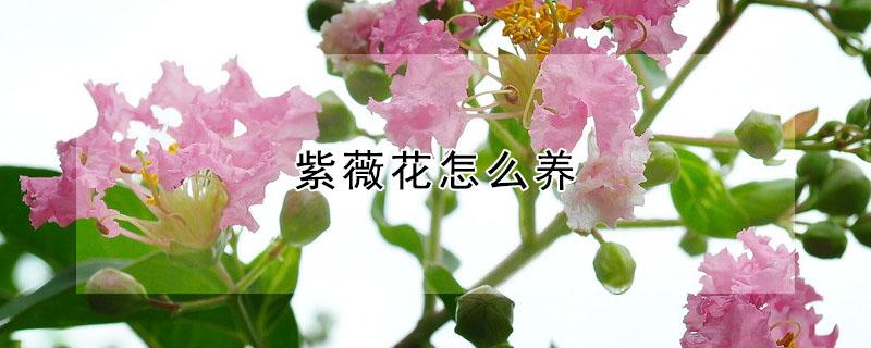 紫薇花怎么养（盆栽紫薇花怎么养）