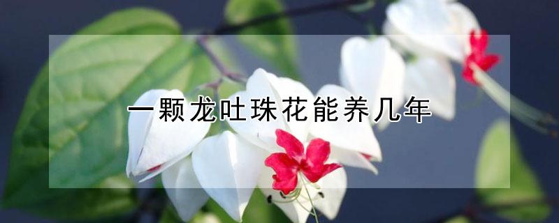 一颗龙吐珠花能养几年 龙吐珠一年开几次花怎么能养好