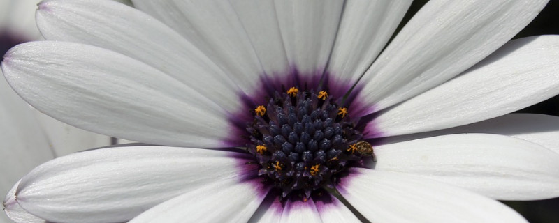 非洲雏菊的养殖方法（非洲雏菊怎么养）