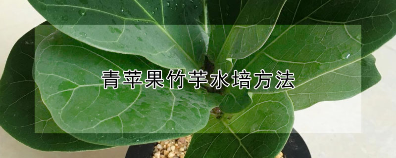 青苹果竹芋水培方法（青苹果竹芋如何浇水）