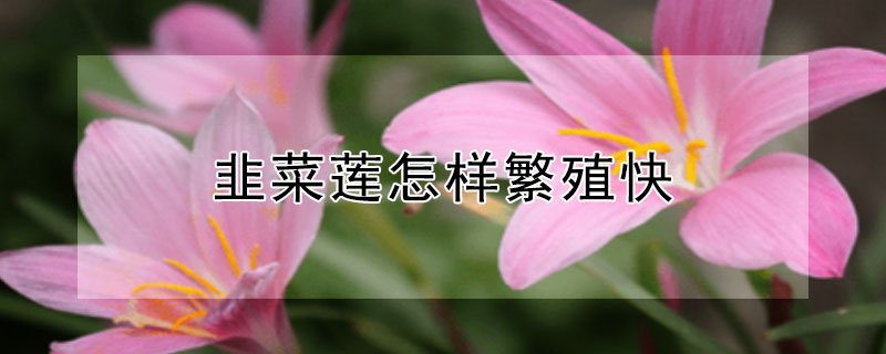 韭菜莲怎样繁殖快（韭菜莲怎么种）