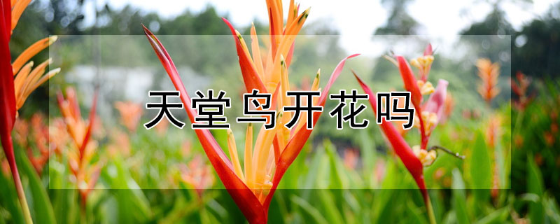 天堂鸟开花吗（大叶子天堂鸟开花吗）