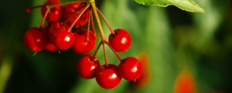 富贵子的养殖方法和注意事项 富贵子养殖方法与技巧