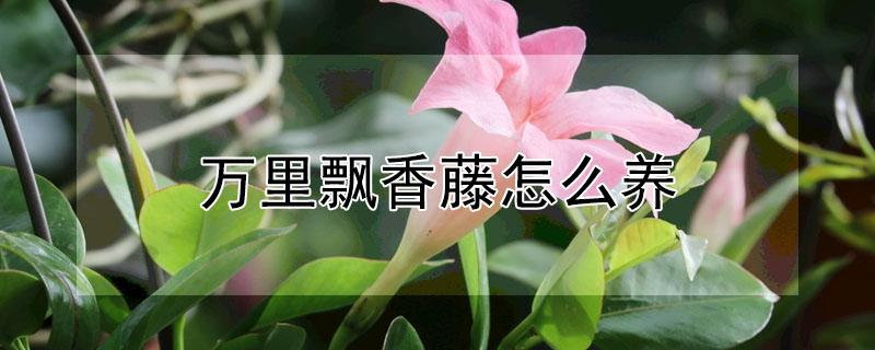 万里飘香藤怎么养（万里飘香藤怎么养护视频看一下）
