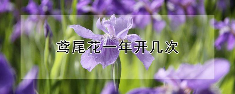 鸢尾花一年开几次 鸢尾花一年开几次花