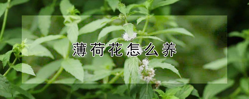 薄荷花怎么养 薄荷花怎么养?