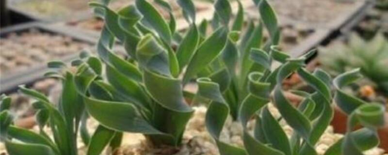 弹簧草发黄怎么办（弹簧草叶尖发黄怎么办）