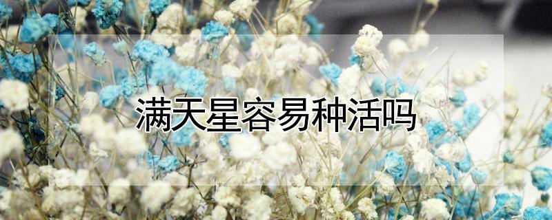 满天星容易种活吗（满天星容易成活吗）