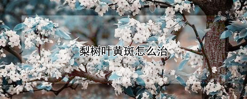 梨树叶黄斑怎么治(梨树叶长黄斑是什么病)