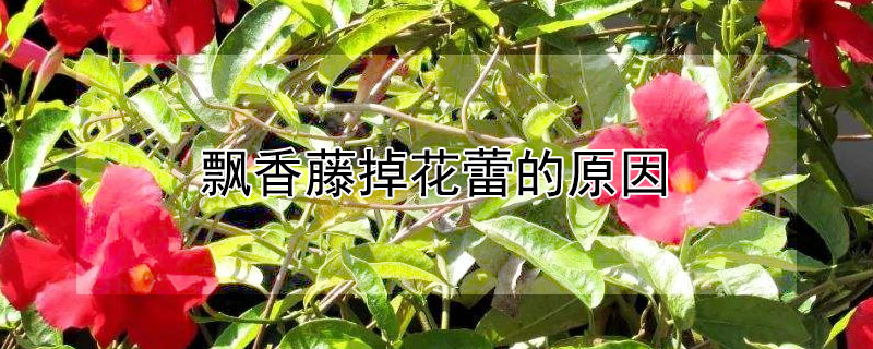 飘香藤掉花蕾的原因 飘香藤花蕾脱落是什么原因