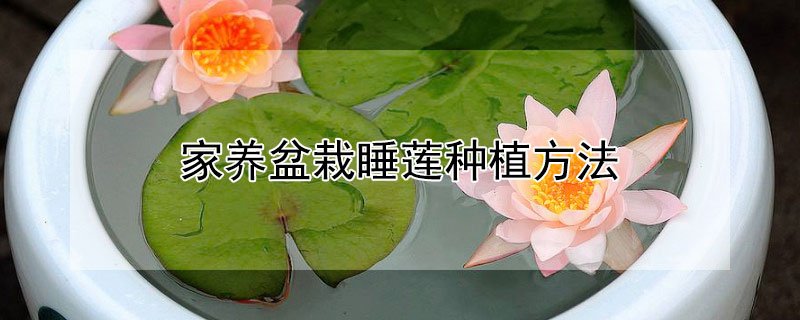 家养盆栽睡莲种植方法(盆栽睡莲养殖方法)