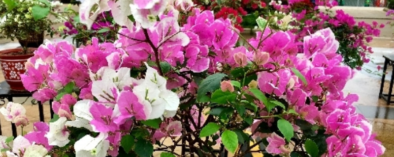 三角梅如何控水(三角梅如何控水崔花)