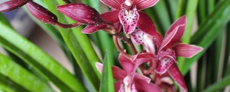 墨兰盆栽怎么配土（墨兰种植土怎么配）