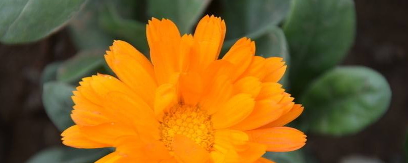 金盏菊种子多久发芽 金盏菊发芽过程