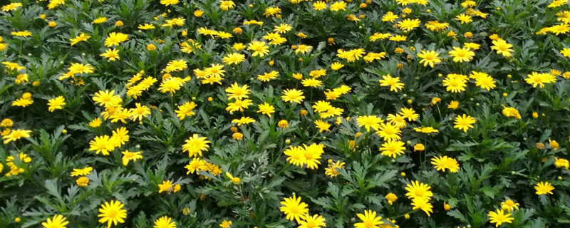 黄金菊花怎么种植方法（黄金菊的养殖方法）