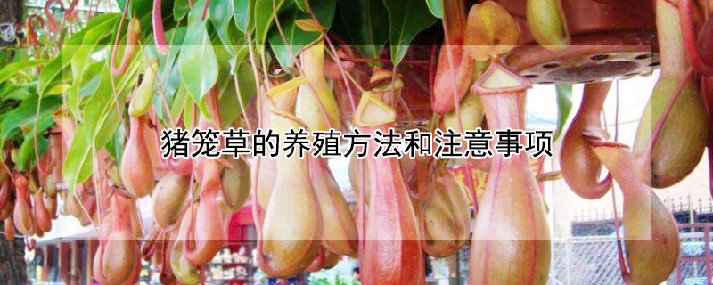 猪笼草的养殖方法和注意事项（猪笼草的饲养方法）