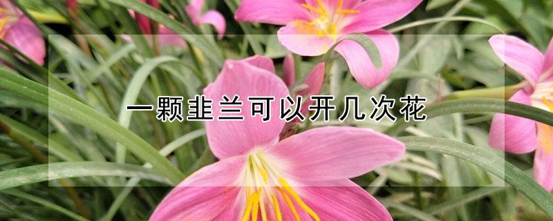 一颗韭兰可以开几次花 韭兰一年开几次花