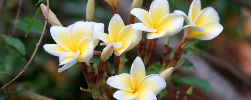 如何让鸡蛋花多开花 鸡蛋花怎样才能开花