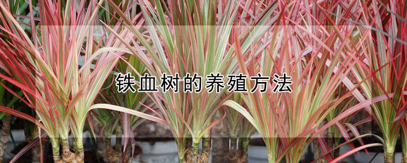 铁血树的养殖方法(怎样养植铁树)