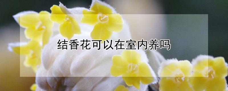 结香花可以在室内养吗 结香花可以盆栽吗