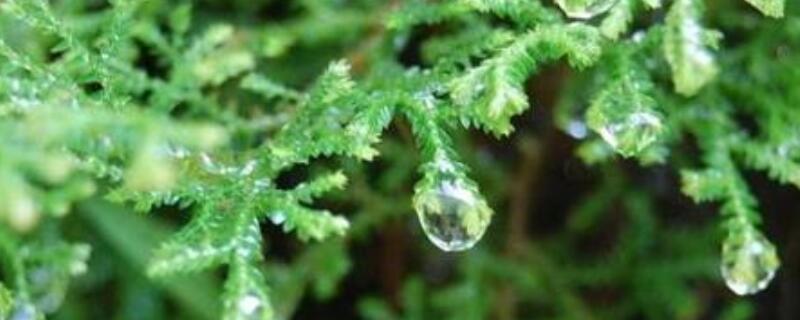 变色龙盆栽怎么修剪 变色龙盆栽的养殖方法