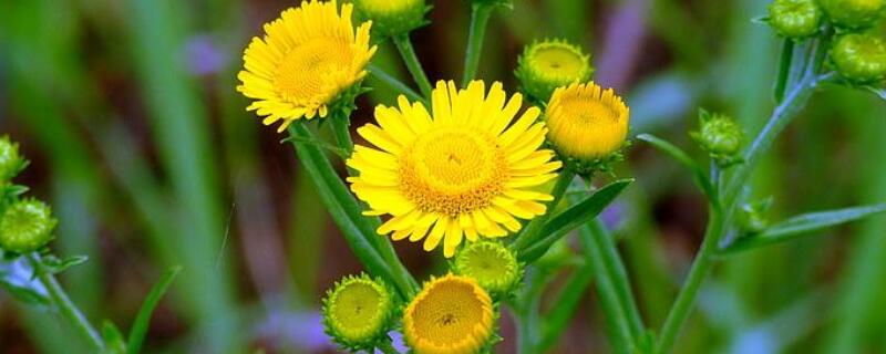 室外植物冬天怎么保温（养花室外冬天怎么保温）