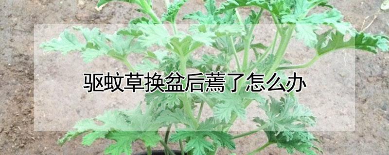 驱蚊草换盆后蔫了怎么办 驱蚊草买回来叶子蔫掉