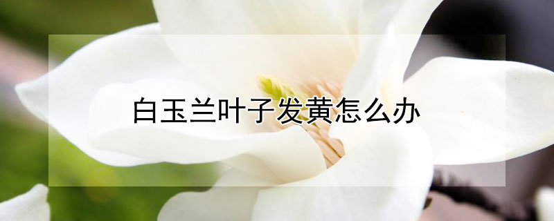 白玉兰叶子发黄怎么办(白玉兰花叶子发黄怎么办)