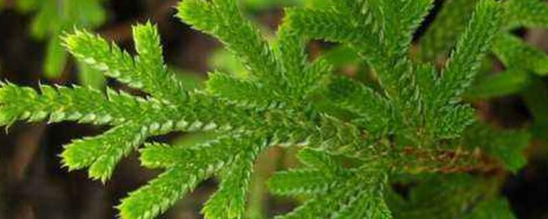 卷柏如何过冬 卷柏冬天会死吗