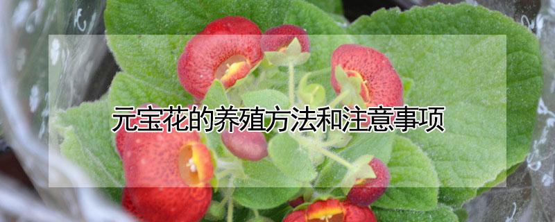 元宝花的养殖方法和注意事项（元宝花的养殖方法图片欣赏）