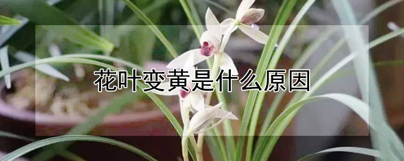 花叶变黄是什么原因 花叶发黄是怎么回事?